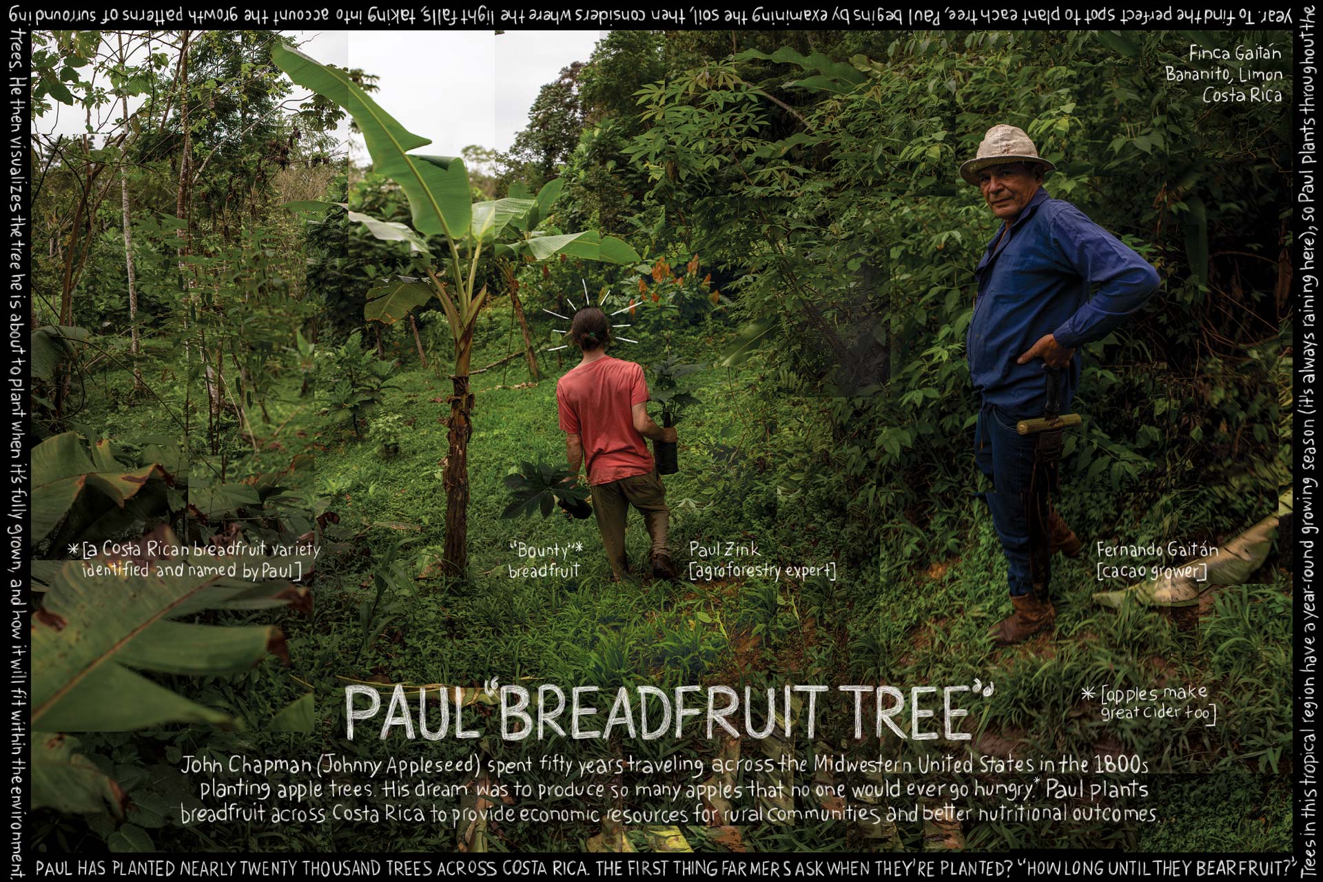 Paul Breadfruit Tree. Information artwork by Douglas Gayeton.