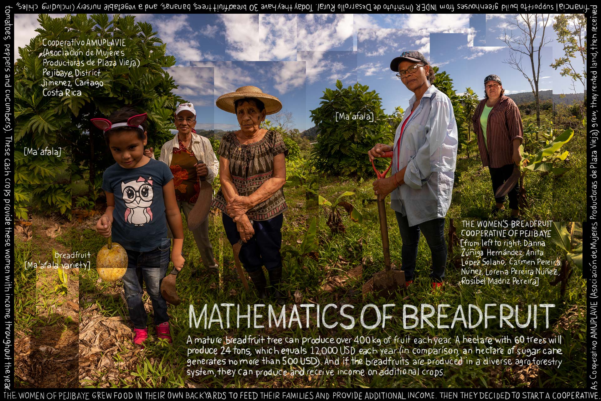 Mathematics of Breadfruit. Information artwork by Douglas Gayeton.