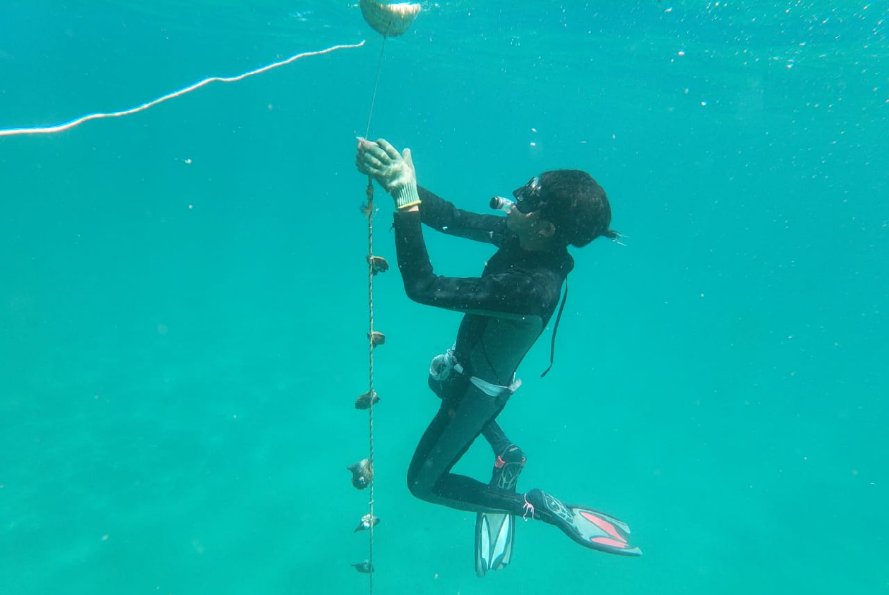 The cultivation of pearls with madre perla, also known as mother-of-pearl or nacre, requires using a piece of madre perla as graft material. The grafting procedure involves carefully opening the oyster’s shell and inserting the madre perla piece along with a small piece of mantle tissue from the oyster.