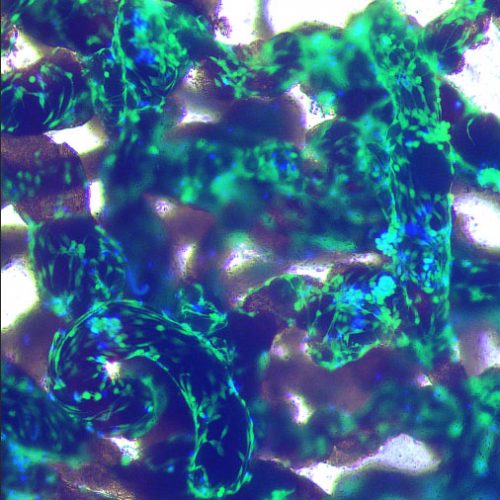 alginate-fibers-neon.jpg